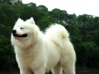 もふもふが自慢のサモエド犬、トリマーに刈られすぎて別犬に。飼い主にも気付かれず（アメリカ）