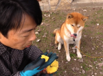 ほっこり。ホクホク焼き芋を食べる『しばわんこ日記』の柴犬タロウが可愛い！