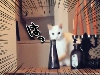 「はっ！」いたずらをしようとしていた猫が、人間の視線に気が付いてとった行動が人間じみていた