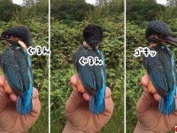 エクソシストかな？頭をぐるりと回転させるカワセミの姿にネットが激震