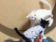 続・ライバル全員しばく猫。成長した子猫との回し車をめぐる攻防
