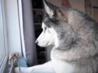 「あなたの大親友が来るよ！」その一言で目が覚めた愛犬、嬉しさのあまり駆け回る