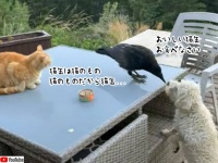 猫から奪った猫缶を犬に食べさせるカラス