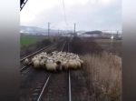 頼むからどいてくれっ…！　線路上で羊たちが列車を妨害してしまう。
