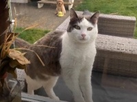 猫と仲良くなりたかった犬、何カ月も無視され続けるも、あるものがきっかけで事態が一変！