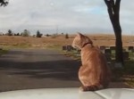 特等席だニャン！　車のボンネットに気持ちよさげに乗る猫（動画）