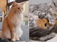 北欧の猫たちのとある1日。メインクーンとスケボーと生後3日目の子猫たち。そしてパパの姿も一瞬紹介