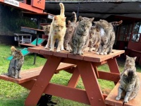 ハワイにある猫の楽園、660匹の猫を保護。野鳥の保護活動にも力を入れている