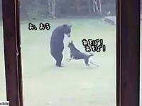 ともだち、できたよ。愛犬が裏庭で仲良く遊んでいたのはクマだった