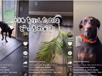 この植木鉢を倒したのはどっち？に対する2匹の犬の反応