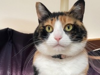 きちっと座っているけれど...？　お行儀バツグンにゃんこの〝ズレ〟に2.5万人めろめろ