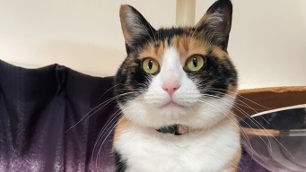 きちっと座っているけれど...？　お行儀バツグンにゃんこの〝ズレ〟に2.5万人めろめろ