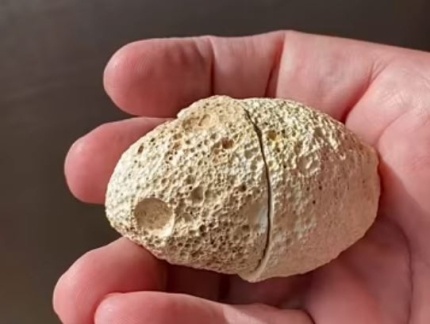 クッキーモンスター激似な石