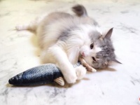 犬と猫と子猫と…「サカナ」？ピチピチ跳ねるお魚のオモチャに夢中になるペットたち