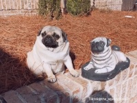 家族に笑顔と幸せをもたらすパグ犬。自分そっくりの像にも愛情をそそぐ