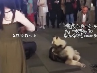「ワイは～歌うたいやから～♪」バイオリンの音色に合わせて歌う一流ストリートミュージシャンとしてのマラミュート犬