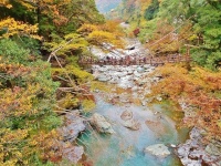 祖谷のかずら橋