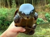 ポケモンかな？嘘みたいに頭が大きい亀「オオアタマガメ」