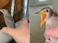 ぐぁしっ！「つかまえた！」家の中に迷い込んだ鳥、一瞬で身柄を確保され無事外へ放される