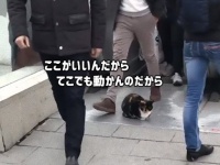 トルコクオリティ。地下鉄のエスカレーター前に座り込み、大勢の通勤者たちに踏まれそうになりながらも絶対にどかない猫
