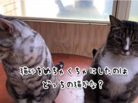 飼い主さんこいつです。猫砂を散らかしたのはどっち？に対する2匹の猫の反応