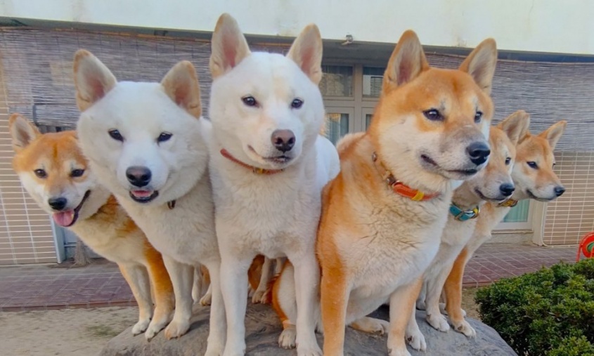 石の上にも6匹！　柴犬ファミリーによる「朝の会議」が最高すぎるので出席したい