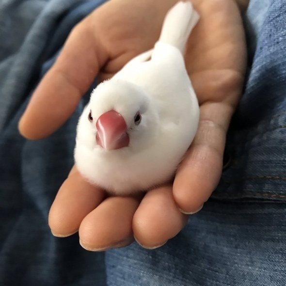 ryama＠博多鳥フェス（＠namamiane）さんのツイート