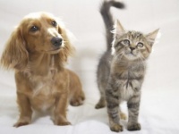 赤ちゃんとペットが一緒に過ごしちゃダメってホント？