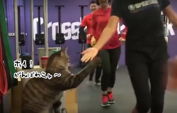 コーチは猫。ランナーたちを次々とハイファイブで励ます猫