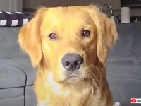 防犯カメラは見ていた！お留守番中の愛犬、飼い主の居ぬ間のいたずらをカメラ越しに叱られる