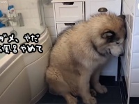 お風呂嫌いのアラスカンマラミュート、猫や赤子を巻き込んでの一大騒動を巻き起こす