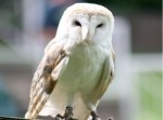 ペットのフクロウが家出→　驚きの場所で発見される…