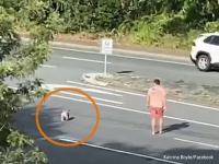 やさしい世界。混雑した高速道路を渡ろうとしているコアラを辛抱強く誘導する男性