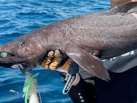 400種超を釣り上げた深海魚ハンターも「初めての種類」　江ノ島沖で遭遇した超激レア深海ザメに大興奮「ヤバすぎ」「これは貴重！」