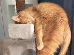どうなってんだ！？　ありえない格好で眠る猫がスゲー！