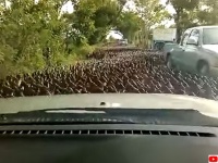 これどんなパニック映画？数万のカモの大群が道路を完全に埋め尽くす（タイ）