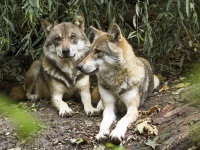 野生のオオカミの腸内細菌が飼い犬の胃腸疾患を改善させる可能性