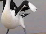 ペリカンを正面で見たら、恐怖画像になった