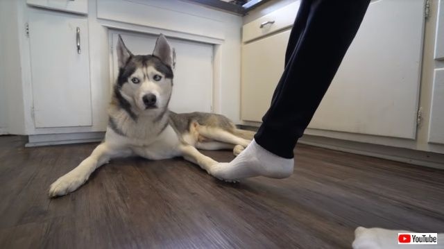 steppingonhuskysfeet3_640