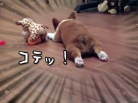ストストコテッ！よく遊び、よく電池切れを起こすコーギーのいる風景