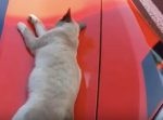 リアクションがすごい！笑　お昼寝中の野良猫をナデナデしていると…