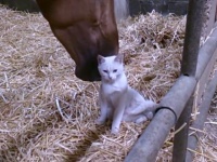 「やわらかいね」「あったかいね」猫とウマの間に流れる、ほんわかモフモフ仲良し時間