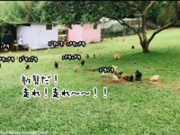 鷹だ！走れ～～！！ニワトリたちに避難訓練を施す飼い主