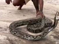 襲い掛かるニシキヘビを素手でキャッチする男の荒業