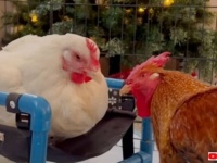 出会った瞬間に一目惚れ！「ソウルメイト見つけた…」片足のない雌鶏と恋に落ちた雄鶏、毎日彼女のもとへ通う