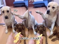 やったのは誰？飼い主の尋問に対し、正直に犯人を示した犬、示された犬の面白反応