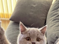 甘えんぼ子猫の〝必死な表情〟がもん絶級の可愛さです　おひげ袋をプクプクさせて大ジャンプ！