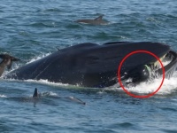 奇跡の脱出！？クジラに飲み込まれるも、口から逃げ出すことに成功。無事生還したダイバー（南アフリカ）