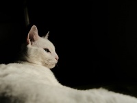人の命を救った10の勇敢な猫たちの物語