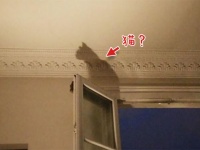 猫好きアルアル。あらゆるものが猫に見えてくる「キャレイドリア」現象がわかる12枚の画像
